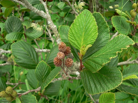 {Alnus viridis ssp. crispa}
